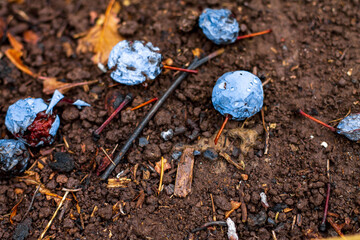 wild plum in cloudy weather after rain; autumn atmosphere