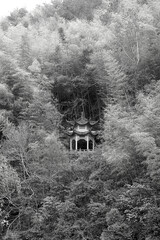 surrounded by bamboo forest