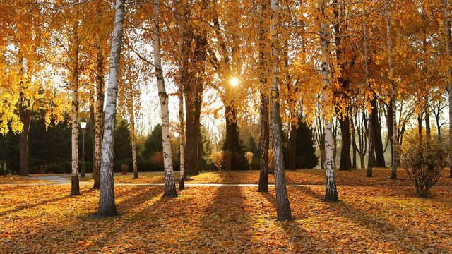 Autumn landscape with orange birch trees. Sunlight trees background.
