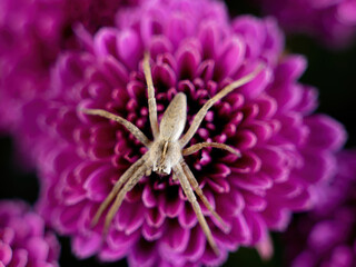spider sitting on a chrysanthemum flower macro photography