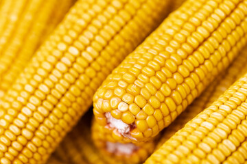 Dry yellow corn cob closeup. Agriculture, farming concept. Selective focus