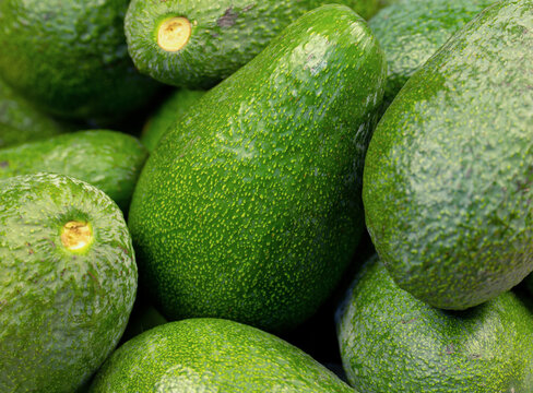 Green avocados