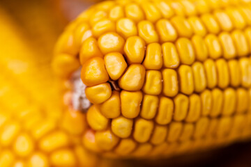 Dry yellow corn cob closeup. Agriculture concept. Selective focus.