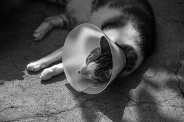 Um gato malhado, deitado no chão, usando um cone protetor. Imagem em preto e branco. - obrazy, fototapety, plakaty
