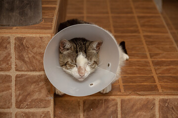 Um gato malhado, deitado no chão, usando um cone protetor. - obrazy, fototapety, plakaty