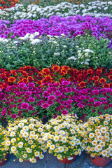 Layers of Flowers