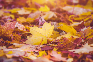 Autumn background-maple leaves fallen leaves lying on the grass

