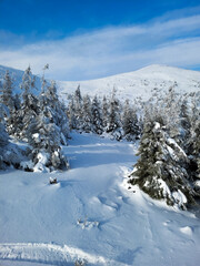 Fototapeta na wymiar Winter landscape on the slope of the mountain of the ski resort. Ukraine Dragobrat.