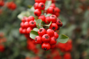 Firethorn or Pyracantha, decorative garden bush with bright red berries. Close up of Pyracantha red berries in autumn, selective focus.