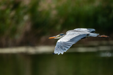 Grey heron flying over water
