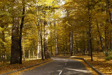 Winding road passing through the autumn forest. Empty forest road, littered with autumn leaves.