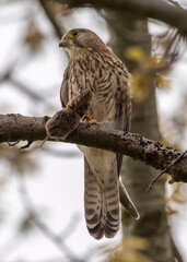 Falcon while hunting