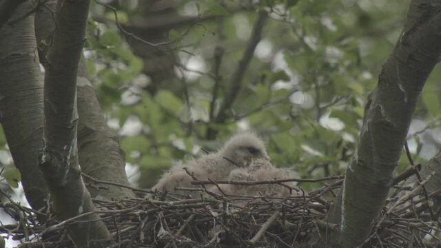 Rotmilank&uuml;ken im Nest - Deutschland