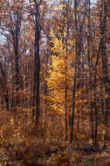 Autumn forest nature. Colorful forest with sun rays through branches of trees.