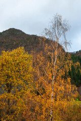 Autumn colour in Urkedalen, M&oslash;re og Romsdal, Norway