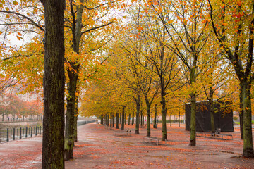 Germany, Berlin, street under the Linden tree, autumn, maple trees