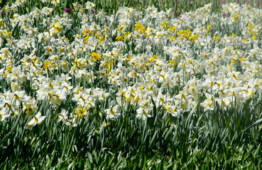 Fototapeta premium flowers, daffodils in the field