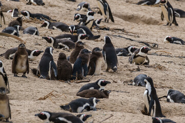 A family of South African penguins