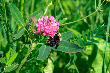 bumblebee on a clover flower
