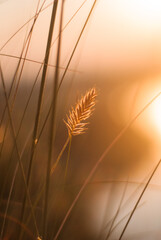 Morning meadow at dawn.
Glowing plants in the morning light.
