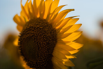 Bright yellow blooming sunflowers in summer