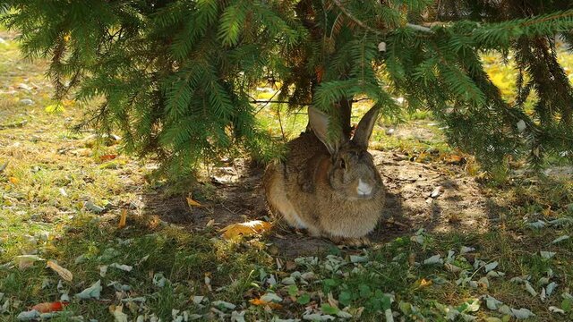 Bunny siiting under tree. Wild rabbit life.
