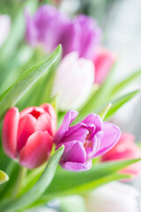 beautiful white purple and red pink tulips in a vertical postcard with bokeh and a space for the text, shallow depth of field close-up