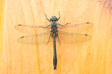 a green-eyed dragonfly sits on a fresh cut tree - on a bright sunny day