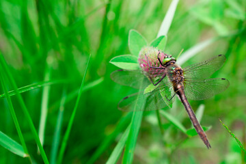 a pirate dragonfly sits on a red clover flower in emerald green