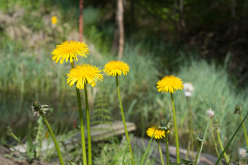 a few dandelions close-up against the background of a small river groove, shallow depth of field...