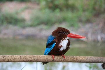 Common kingfisher is sticking.