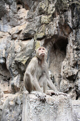 Adult monkey sits on the rock in the park.