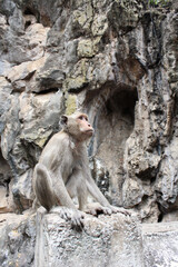 Adult monkey sits on the rock in the park.