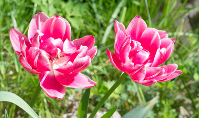 two heads of pink tulips on a background of bright green grass - a joyful spring background, shallow depth of field close-up