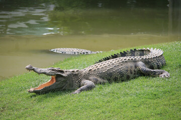 A Large crocodile walking on the grass