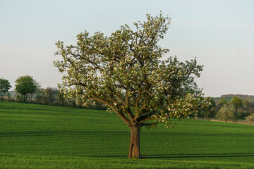 Blooming apple tree on a agricultural field at spring time in golden sunlight, Eifel, Germany