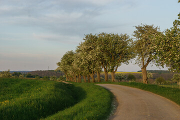 country road through fields in spring time in golden sunlight