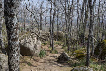 Forest of Pyrenean oak, Quercus pyrenaica, in the Bosque de La Herreria, a Natural Park in the municipality of San Lorenzo de El Escorial, province of Madrid, Spain