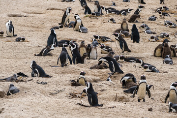 A family of South African penguins