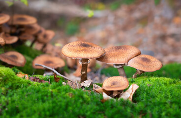 Adult honey mushrooms on a stump in the forest
