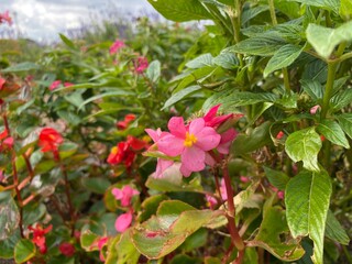 pink flowers in a garden