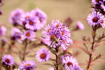 purple flowers with wasp in a garden