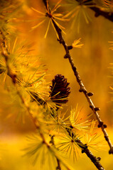 pine cone on tree in fall season