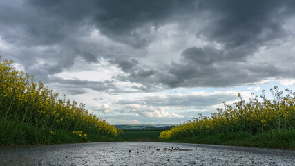 low angle perspective of country road with agricultural field with yellow rape besides, Eifel, Germany