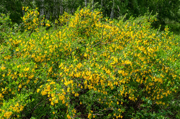 Obraz premium Southern Urals. The Caragana frutex bush on the mountainside.
