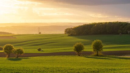 Beautiful rural landscape with trees and fields in golden sunlight at sunset, Eifel, Germany