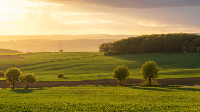 Beautiful rural landscape with trees and fields in golden sunlight at sunset, Eifel, Germany