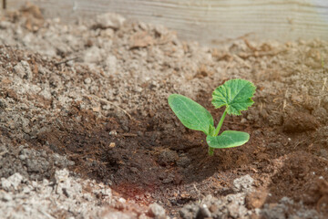 a single cucumber sprout opened on the third carved leaf - on the reddish soil in the garden