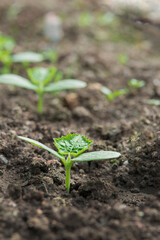 smooth beautiful cucumber sprouts revealed on the third leaf - shallow depth of field, close-up vertical