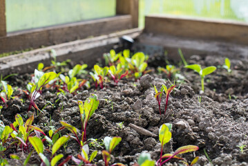 a lot of tiny beet sprouts with red roots and green leaves in a small homemade greenhouse close-up